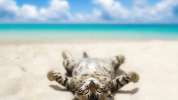 Basking in the Feline Sunshine A Whisker-Licious Summer Adventure with Your Cat! 🌞😺