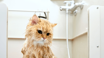 The Cat Splash Chronicles Navigating the Wet Dilemma 🐱💦