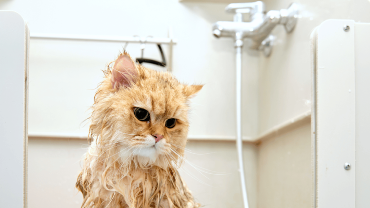 The Cat Splash Chronicles Navigating the Wet Dilemma 🐱💦