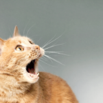 Unleashing the Feline Fury Decoding Cat Angst 🐾🔥