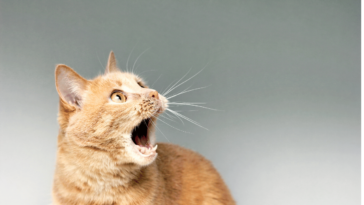 Unleashing the Feline Fury Decoding Cat Angst 🐾🔥