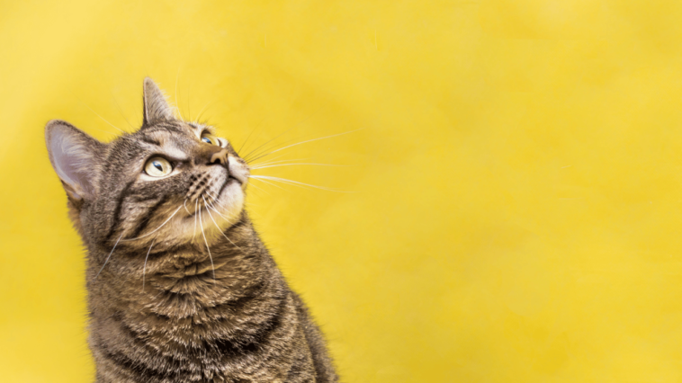 Cracking the Kitty Code Decoding What Your Feline Friend Really Needs