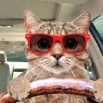 Whisker Wonderland A Hilarious Handbook for Traveling with Cats on a Car