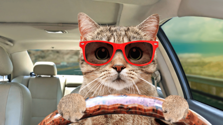 Whisker Wonderland A Hilarious Handbook for Traveling with Cats on a Car